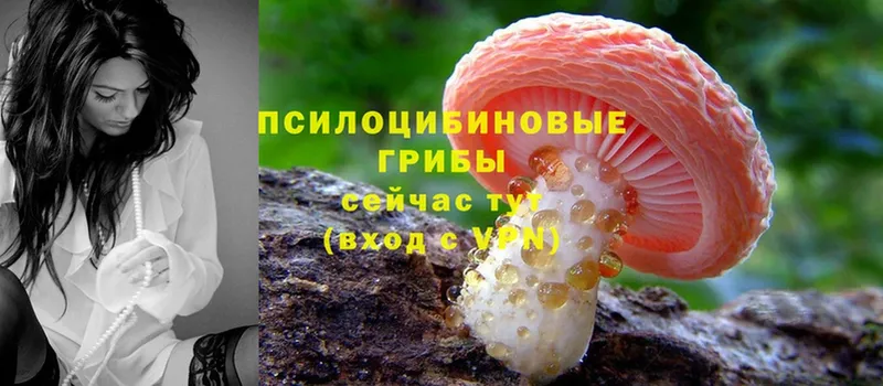 хочу   Котово  Галлюциногенные грибы Cubensis 